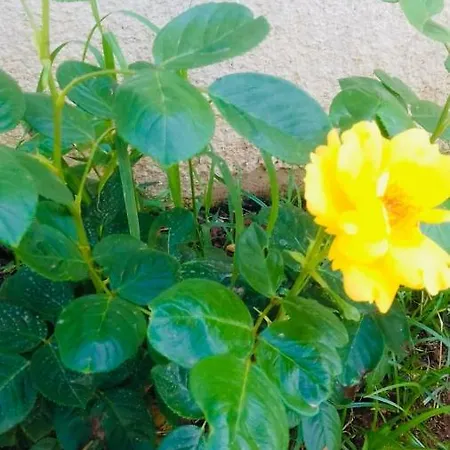 Affittacamere Depan Dance Gallipoli